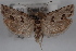  ( - 09-JBTOR-0570)  @13 [ ] CreativeCommons - Attribution (2010) Unspecified Centre for Biodiversity Genomics