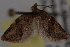  (Argyrotaenia citrana - 09-JBTOR-0667)  @12 [ ] CreativeCommons - Attribution (2010) Unspecified Centre for Biodiversity Genomics