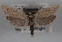  ( - 09-JBTOR-0582)  @13 [ ] CreativeCommons - Attribution (2010) Unspecified Centre for Biodiversity Genomics