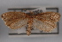 ( - 09-JBTOR-0403)  @12 [ ] CreativeCommons - Attribution (2010) Unspecified Centre for Biodiversity Genomics
