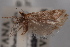  ( - 09-JBTOR-0410)  @12 [ ] CreativeCommons - Attribution (2010) Unspecified Centre for Biodiversity Genomics