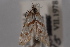  ( - 09-JBTOR-0411)  @12 [ ] CreativeCommons - Attribution (2010) Unspecified Centre for Biodiversity Genomics
