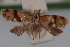  ( - 09-JBTOR-0418)  @11 [ ] CreativeCommons - Attribution (2010) Unspecified Centre for Biodiversity Genomics