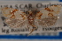  (Aethes ringsi - 09-JBTOR-0421)  @14 [ ] CreativeCommons - Attribution (2010) Unspecified Centre for Biodiversity Genomics