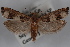  ( - 09-JBTOR-0615)  @13 [ ] CreativeCommons - Attribution (2010) Unspecified Centre for Biodiversity Genomics