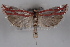  ( - 09-JBTOR-0545)  @13 [ ] CreativeCommons - Attribution (2010) Unspecified Centre for Biodiversity Genomics