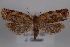  (Argyrotaenia burnsorum - 09-JBTOR-0833)  @14 [ ] CreativeCommons - Attribution (2010) Unspecified Centre for Biodiversity Genomics