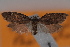  ( - 09-JBTOR-0742)  @12 [ ] CreativeCommons - Attribution (2010) Unspecified Centre for Biodiversity Genomics