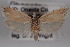  ( - 09-JBTOR-0651)  @12 [ ] CreativeCommons - Attribution (2010) Unspecified Centre for Biodiversity Genomics