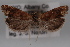  ( - 09-JBTOR-0653)  @12 [ ] CreativeCommons - Attribution (2010) Unspecified Centre for Biodiversity Genomics