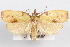  (Cenopis lamberti - 09-JBTOR-1068)  @14 [ ] CreativeCommons - Attribution (2010) Unspecified Centre for Biodiversity Genomics