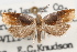  ( - 09-JBTOR-1096)  @11 [ ] CreativeCommons - Attribution (2010) Unspecified Centre for Biodiversity Genomics