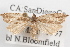  (Ancylis simuloides - 09-JBTOR-1097)  @14 [ ] CreativeCommons - Attribution (2010) Unspecified Centre for Biodiversity Genomics