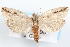  (Gretchena nymphana - 09-JBTOR-1248)  @14 [ ] CreativeCommons - Attribution (2010) Unspecified Centre for Biodiversity Genomics