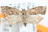  (Matsumuraeses falcana - 09-JBTOR-1307)  @11 [ ] CreativeCommons - Attribution (2010) Unspecified Centre for Biodiversity Genomics