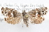  ( - 09-JBTOR-1322)  @14 [ ] CreativeCommons - Attribution (2010) Unspecified Centre for Biodiversity Genomics