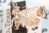 ( - 09-JBTOR-1328)  @11 [ ] CreativeCommons - Attribution (2010) Unspecified Centre for Biodiversity Genomics