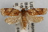  ( - 09-JBTOR-0868)  @11 [ ] CreativeCommons - Attribution (2010) Unspecified Centre for Biodiversity Genomics