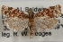  (Argyrotaenia floridana - 09-JBTOR-0882)  @14 [ ] CreativeCommons - Attribution (2010) Unspecified Centre for Biodiversity Genomics