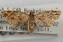  (Argyrotaenia hodgesi - 09-JBTOR-0887)  @14 [ ] CreativeCommons - Attribution (2010) Unspecified Centre for Biodiversity Genomics