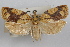  ( - 09-JBTOR-0936)  @11 [ ] CreativeCommons - Attribution (2010) Unspecified Centre for Biodiversity Genomics