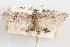  (Decodes stevensi - 09-JBTOR-0966)  @11 [ ] CreativeCommons - Attribution (2010) Unspecified Centre for Biodiversity Genomics