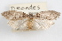  (Decodes tahoense - 09-JBTOR-0968)  @11 [ ] CreativeCommons - Attribution (2010) Unspecified Centre for Biodiversity Genomics
