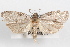  (Cenopis cana - 09-JBTOR-1015)  @14 [ ] CreativeCommons - Attribution (2010) Unspecified Centre for Biodiversity Genomics