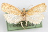  ( - 09-JBTOR-1017)  @11 [ ] CreativeCommons - Attribution (2010) Unspecified Centre for Biodiversity Genomics
