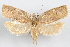  (Cenopis saracana - 09-JBTOR-1021)  @14 [ ] CreativeCommons - Attribution (2010) Unspecified Centre for Biodiversity Genomics