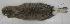  (Sylvilagus audubonii - CIBNOR 15181)  @13 [ ] Unspecified (default): All Rights Reserved  Unspecified Unspecified