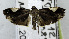  ( - USNM ENT 00933859)  @11 [ ] Unspecified (default): All Rights Reserved  Unspecified Unspecified