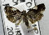  ( - USNM ENT 00933860)  @11 [ ] Unspecified (default): All Rights Reserved  Unspecified Unspecified