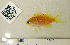  ( - HIMB-0692)  @11 [ ] CreativeCommons  Attribution (by) (2016) Richard L. Pyle Bernice P. Bishop Museum