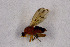  ( - NHMO-DAR-11510)  @12 [ ] CreativeCommons - Attribution Non-Commercial Share-Alike (2016) Unspecified University of Oslo, Natural History Museum