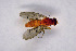  ( - NHMO-DAR-11512)  @12 [ ] CreativeCommons - Attribution Non-Commercial Share-Alike (2016) Unspecified University of Oslo, Natural History Museum