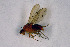  ( - NHMO-DAR-11480)  @12 [ ] CreativeCommons - Attribution Non-Commercial Share-Alike (2016) Unspecified University of Oslo, Natural History Museum