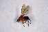  ( - NHMO-DAR-11482)  @13 [ ] CreativeCommons - Attribution Non-Commercial Share-Alike (2016) Unspecified University of Oslo, Natural History Museum