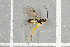  ( - NHMO-DAR-5846)  @12 [ ] CreativeCommons - Attribution Non-Commercial Share-Alike (2015) Unspecified University of Oslo, Natural History Museum