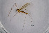  ( - NHMO-DAR-11489)  @11 [ ] CreativeCommons - Attribution Non-Commercial Share-Alike (2016) Unspecified University of Oslo, Natural History Museum