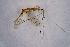  ( - NHMO-DAR-11528)  @11 [ ] CreativeCommons - Attribution Non-Commercial Share-Alike (2016) Unspecified University of Oslo, Natural History Museum