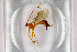  ( - NHMO-DAR-11575)  @13 [ ] CreativeCommons - Attribution Non-Commercial Share-Alike (2016) Unspecified University of Oslo, Natural History Museum