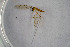  ( - NHMO-DAR-11491)  @11 [ ] CreativeCommons - Attribution Non-Commercial Share-Alike (2016) Unspecified University of Oslo, Natural History Museum