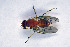  ( - NHMO-DAR-11537)  @12 [ ] CreativeCommons - Attribution Non-Commercial Share-Alike (2016) Unspecified University of Oslo, Natural History Museum