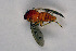  ( - NHMO-DAR-11538)  @12 [ ] CreativeCommons - Attribution Non-Commercial Share-Alike (2016) Unspecified University of Oslo, Natural History Museum