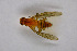  ( - NHMO-DAR-11539)  @11 [ ] CreativeCommons - Attribution Non-Commercial Share-Alike (2016) Unspecified University of Oslo, Natural History Museum