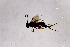  ( - NHMO-DAR-11611)  @12 [ ] CreativeCommons - Attribution Non-Commercial Share-Alike (2016) Unspecified University of Oslo, Natural History Museum
