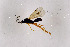  ( - NHMO-DAR-11623)  @11 [ ] CreativeCommons - Attribution Non-Commercial Share-Alike (2016) Unspecified University of Oslo, Natural History Museum
