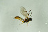  ( - NHMO-DAR-11644)  @13 [ ] CreativeCommons - Attribution Non-Commercial Share-Alike (2016) Unspecified University of Oslo, Natural History Museum