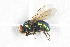  ( - NHMO-DAR-5676)  @11 [ ] CreativeCommons - Attribution Non-Commercial Share-Alike (2015) Unspecified University of Oslo, Natural History Museum